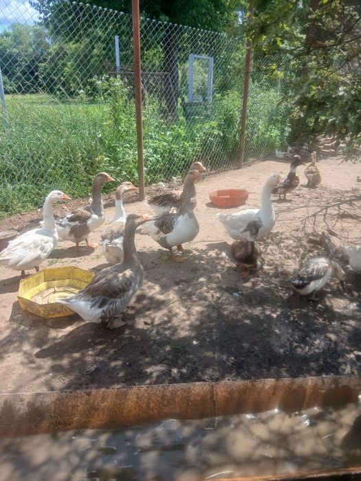 Gâște și rate disponibile