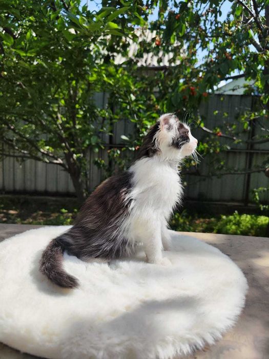 Отдам котёнка-мальчик,вислоухий