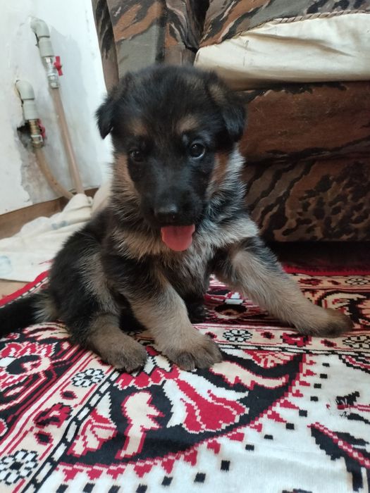 Щенки восточно европейской овчарки