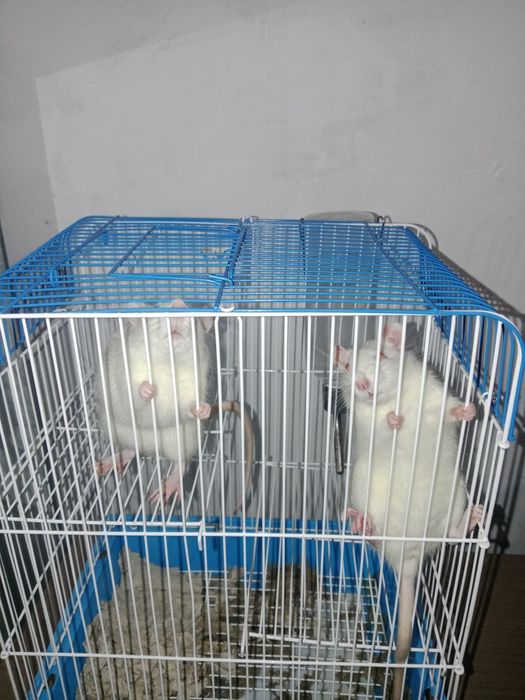 Продам крыс девочек+клетка