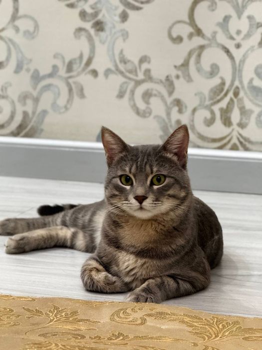 Mushuk berib yuboriladi