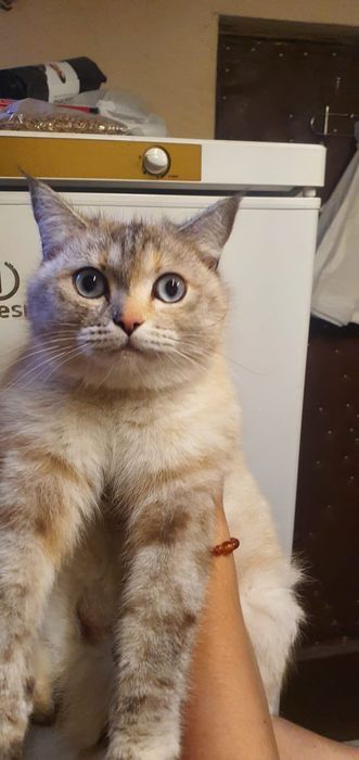 Отдам кошку и котят