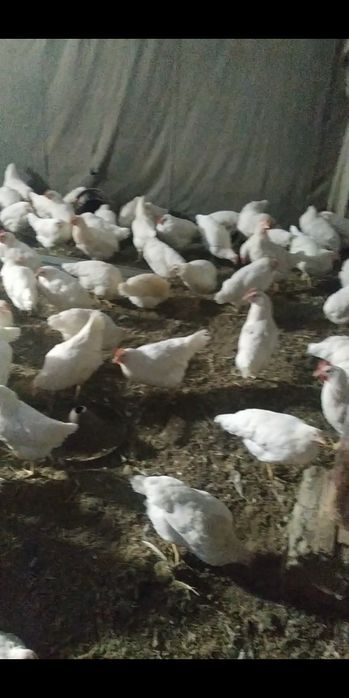 Товуклар ва товук катаклари сотилади