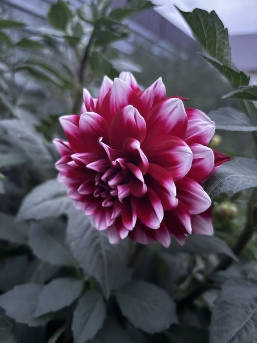 Клубни георгин.