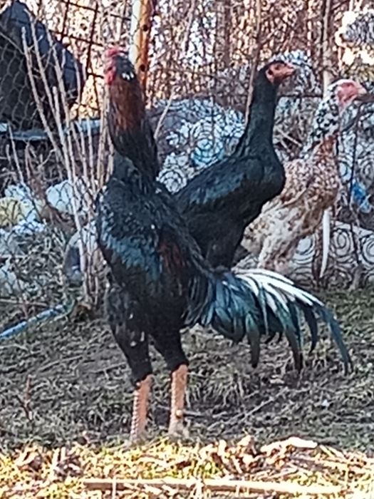 Продам  петуха бойцовый или обмен га домашних кур