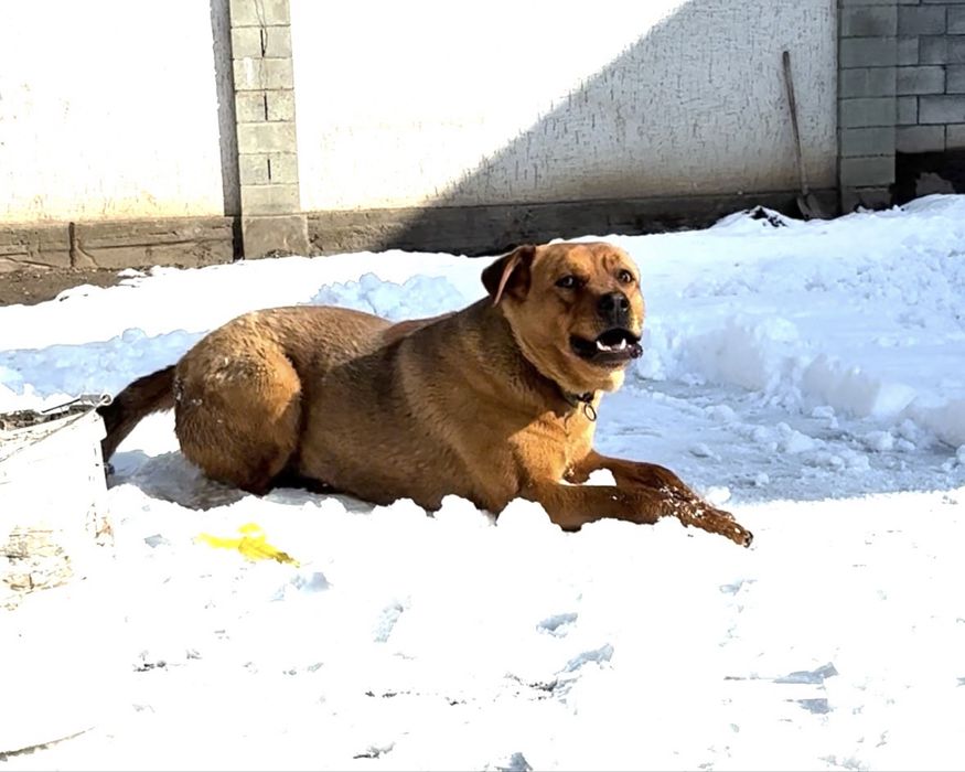 Собака Тайсон кличка