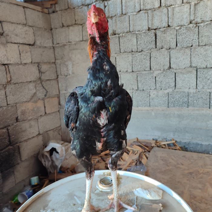 Бойтсовые петух прадаётся