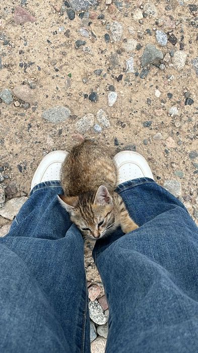Отдам котёнка даром
