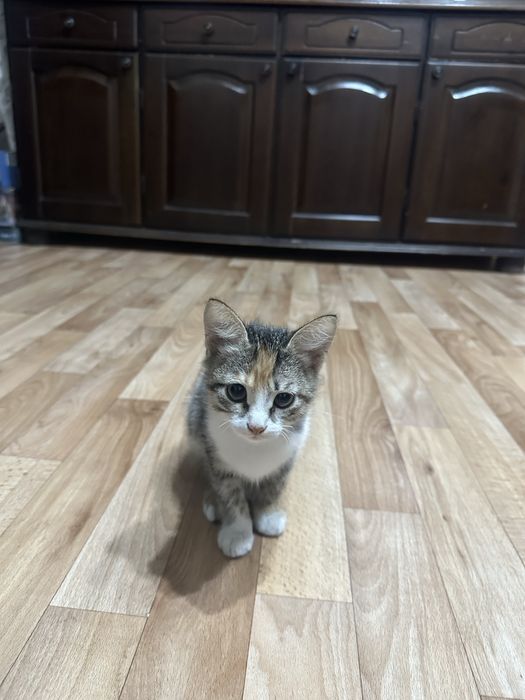 Трехцветная кошечка