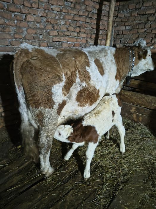 Vacă fătată cu vițel mascul de două săptămâni