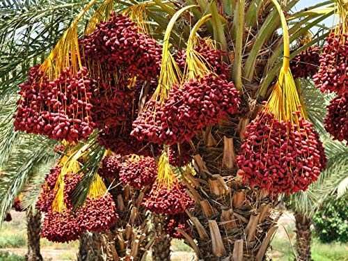 Plante de curmal Medjool și plantă de fructul dragonului (pitaya).