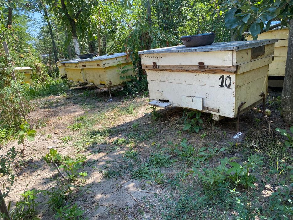 Stupi cu familii de albine