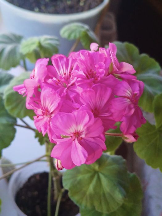 Комнатные цветы.