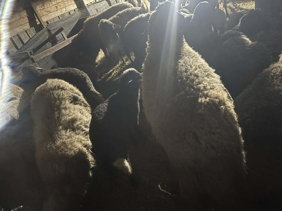 Vand 28 oi si 19 iezi