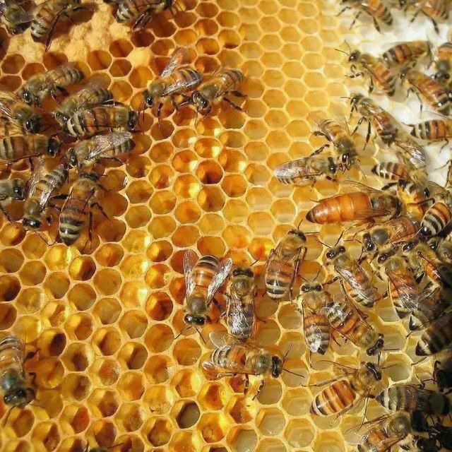 Мёд и продукты пчеловодства