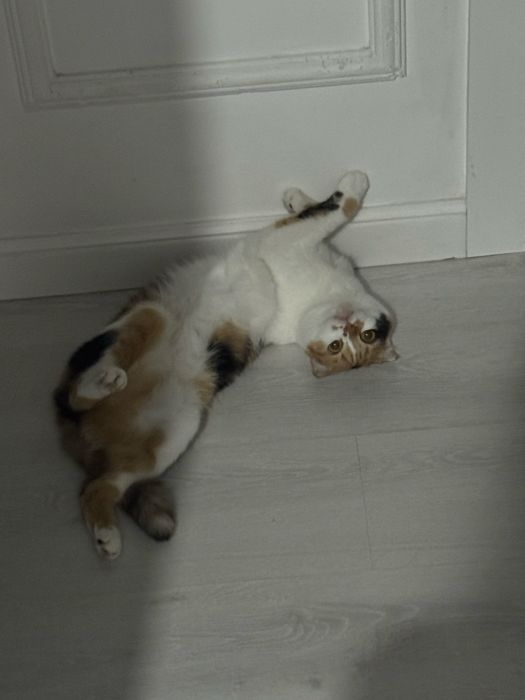 Отдам кошку в хорошие руки!