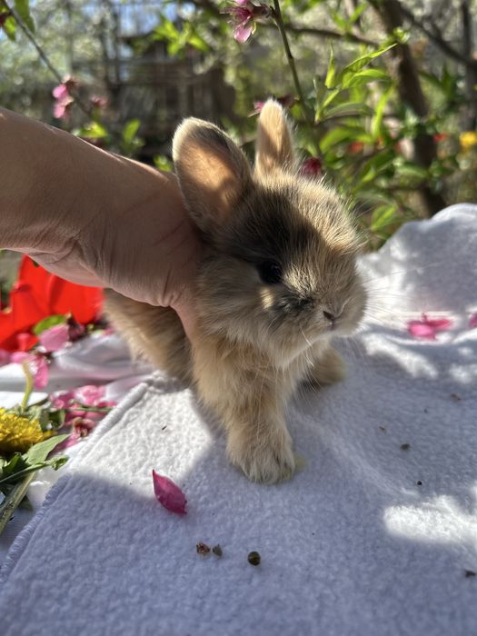 Кролики декоративные карликовые