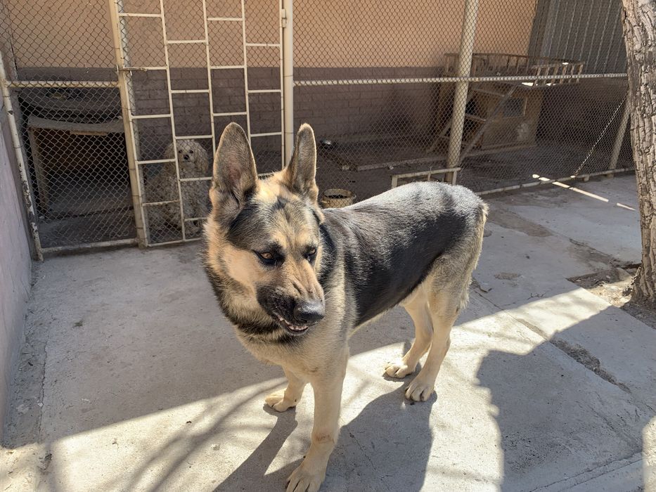 Овчарка! Восточна Европейская! Кабель!