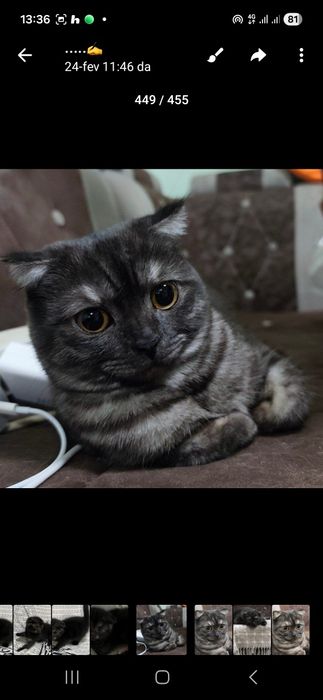 Britanskiy mushukchalar