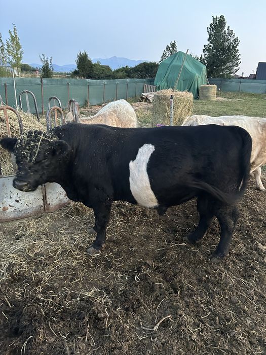 Vitel balted galloway