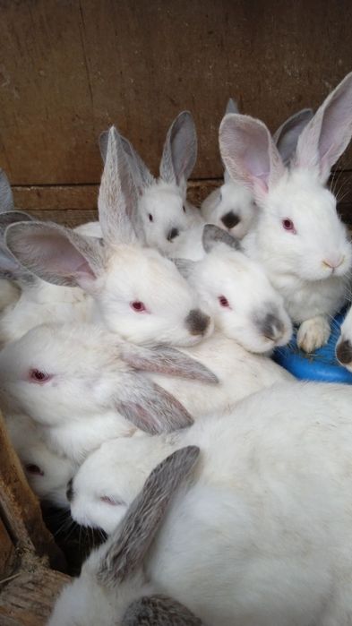Продаются кролики породы  >