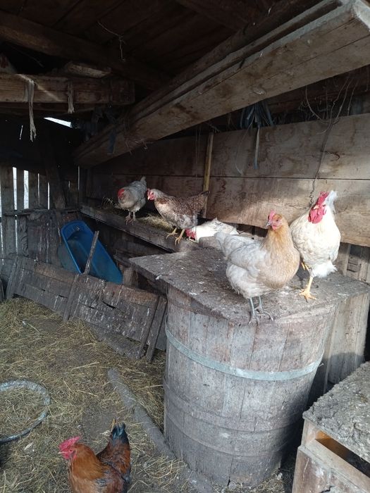 Se vând păsări de curte crescute bio