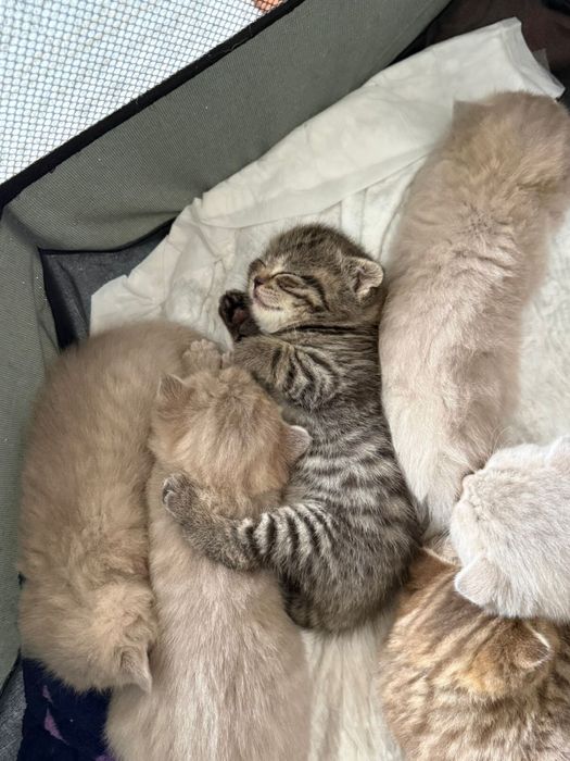 Шотландские котята