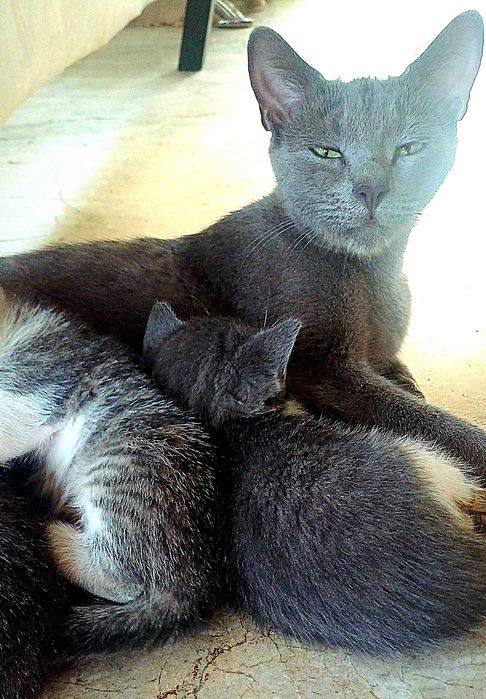 Подарявам красиви котенца