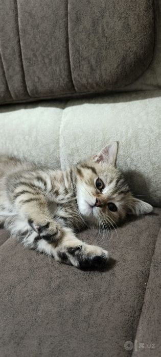 Кошка Бесплатно Срочно