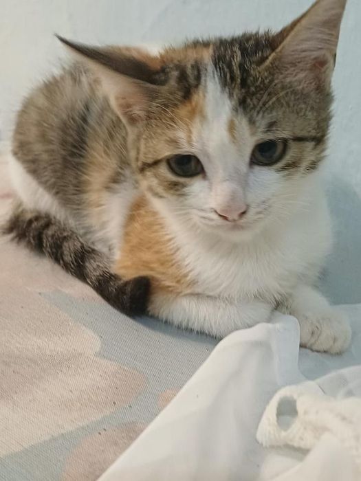 Отдам котят в хорошие руки