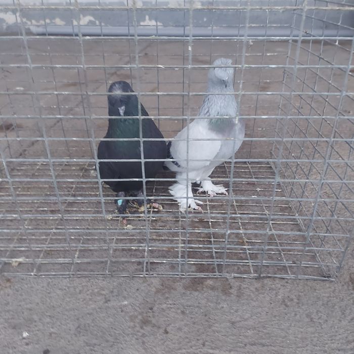 Такла насачуби  2 самец