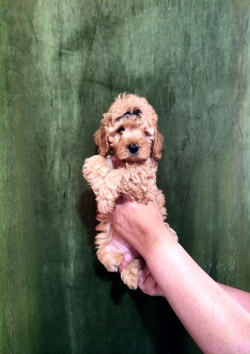 Продаются малый пудель