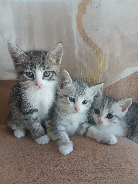 Одам котята в добрые руки