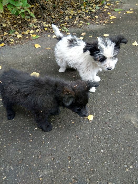 Отдам в заботливые руки щенков