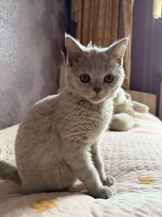 Продам котенка-девочку