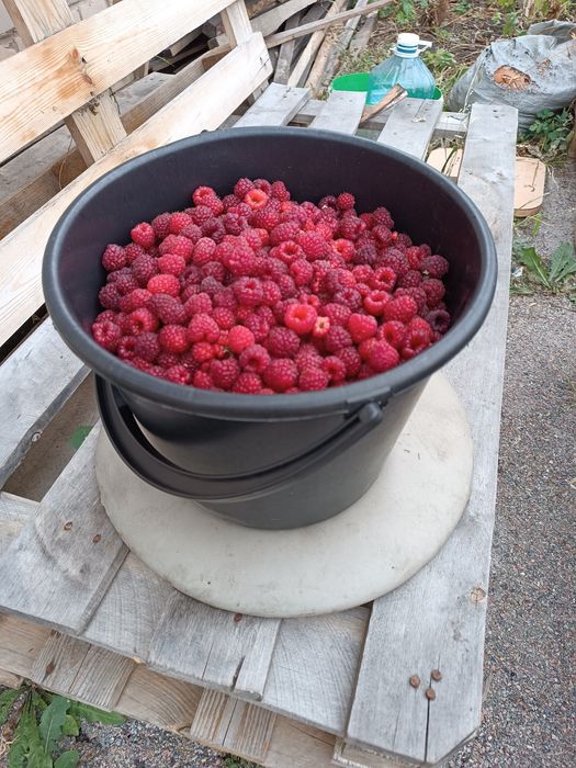 Продам домашнюю малину