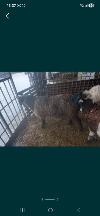 Продаю баранов на выбор