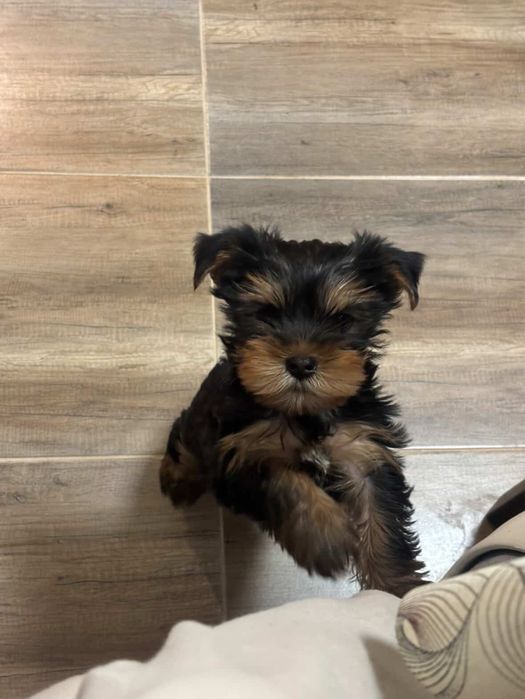 Йоркширски териер