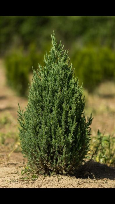Pepiniera Tuia si Bonsai