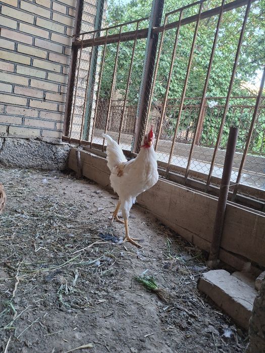 Жас қораздар сатылады