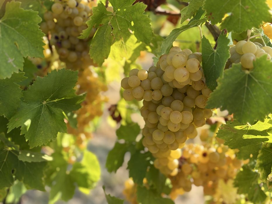 Struguri de vin
