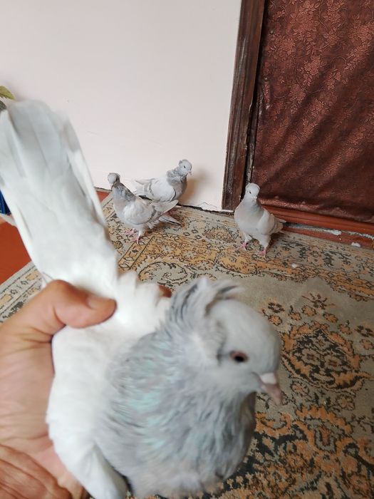 Голуби .бакинцы пепельные