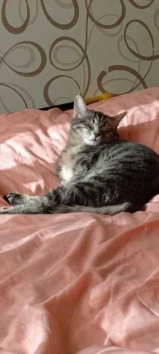 Отдам даром - Yaxshi qo'llarga topshiramiz