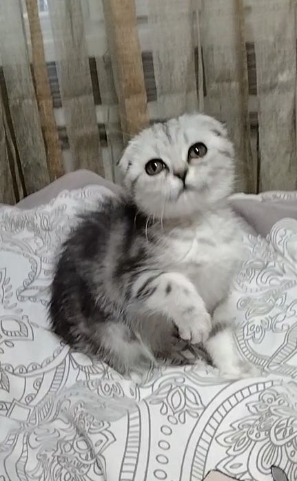 Скоттиш фолд. Девочка.