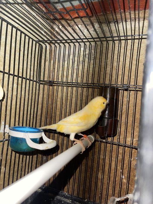 Kanareyka nar moda para