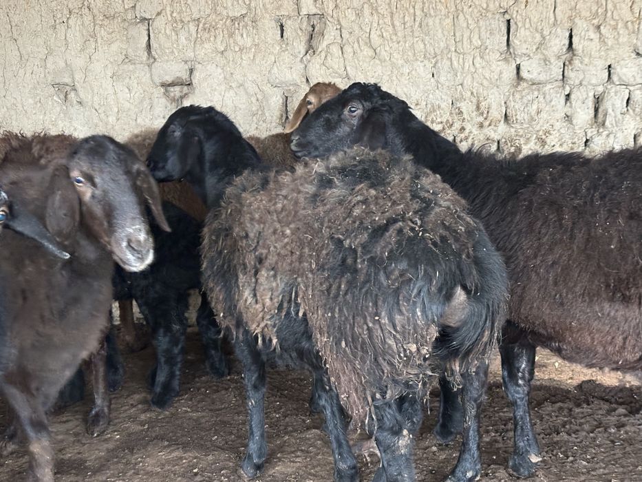 Баран Кой сатылады