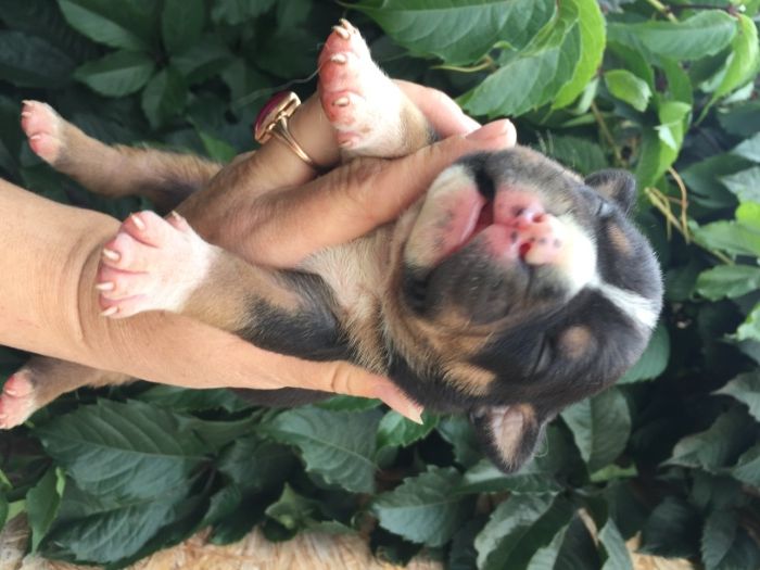 продаю щенков американский булли