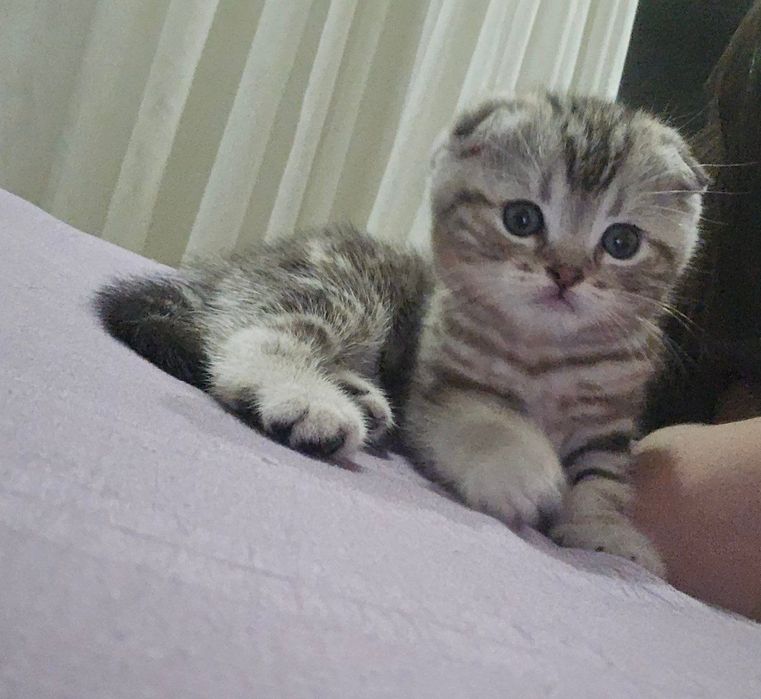 Продаются породистые котята скотиш фолд 2 девочки и 2 мальчика