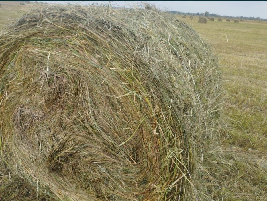 Сено.Шөп.рулон.продажа