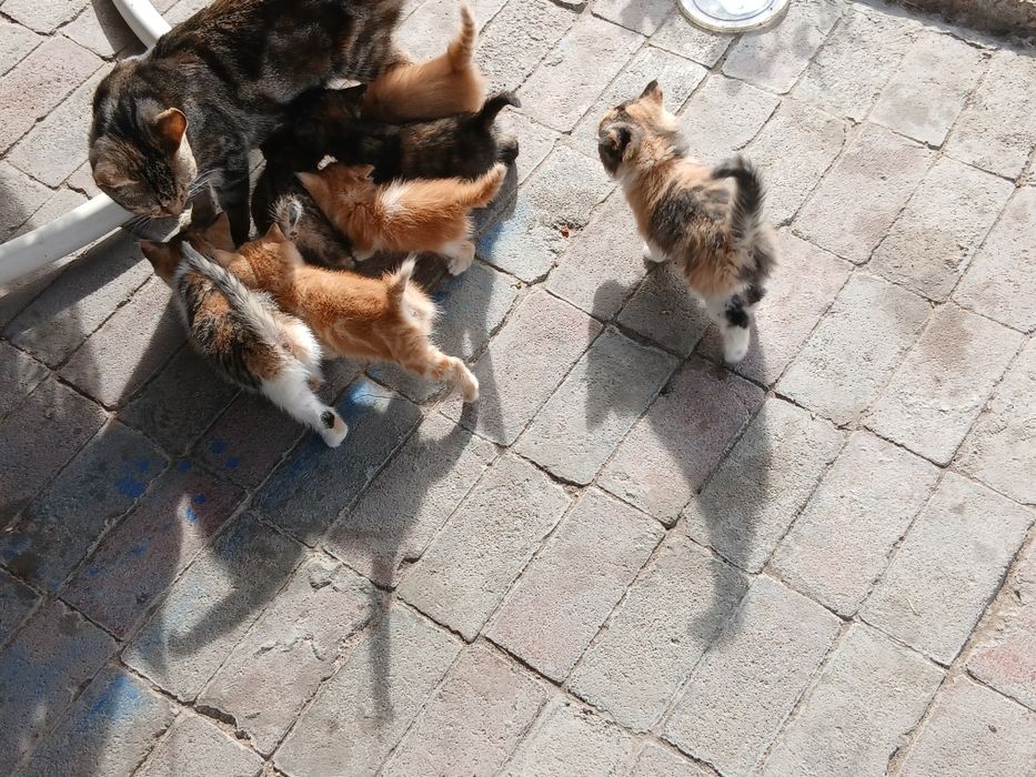 Отдам котят даром..